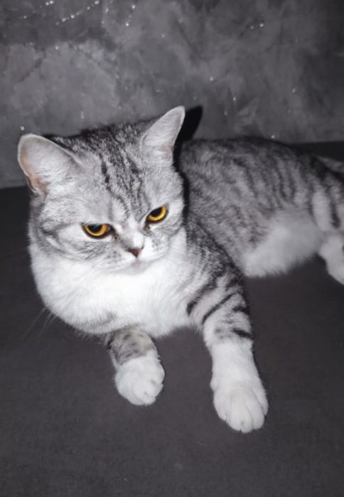 Британская кошка, в добрые руки