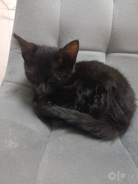 Бесплатно котенок
