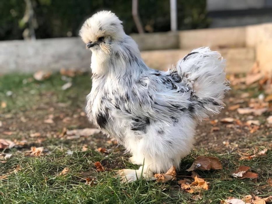 Продавам яйца и пилета от Копринките на снимките