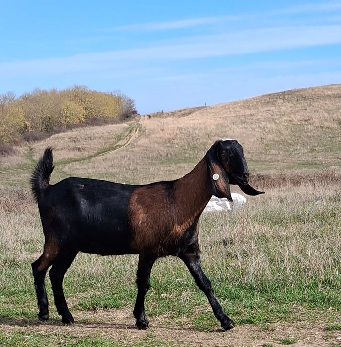 Vând capre Anglo Nubiene cu certificat de origine