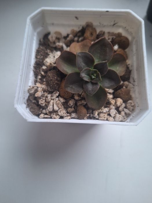 Эхеверия( суккулент)«Мелако» (Echeveria Melaco)