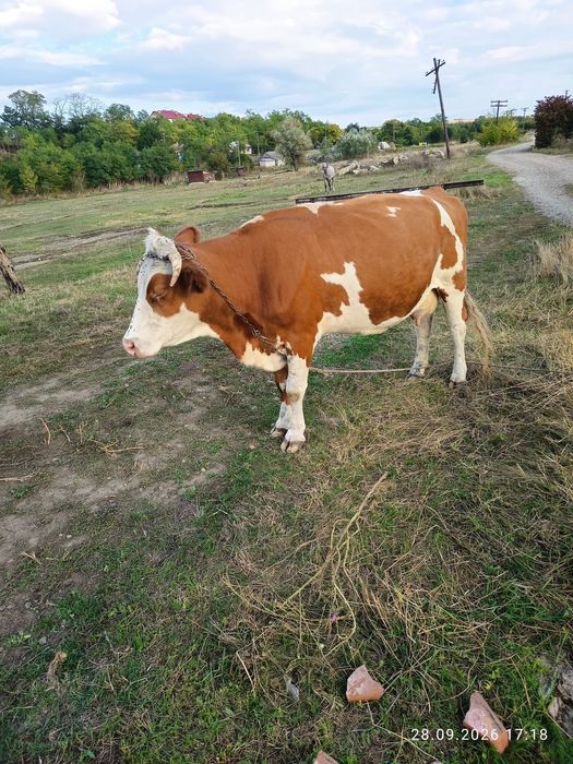 Animale de vânzare