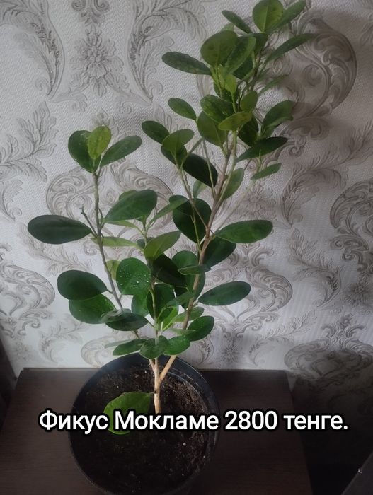 Комнатные растения