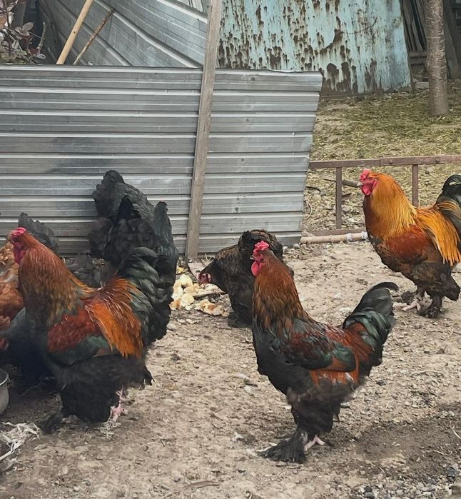 Продам петухов брама