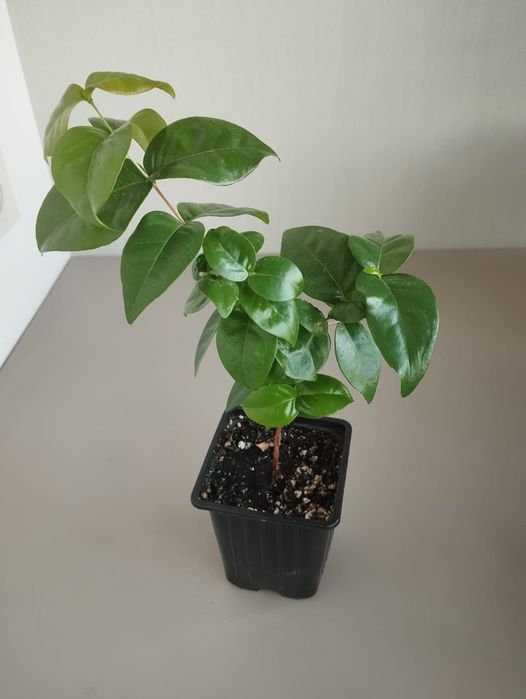 Комнатная вишня Евгения