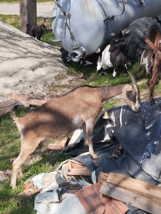 Vând capra cu lapte