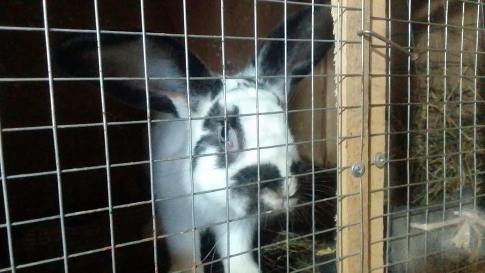 продам кролих. Бишкуль