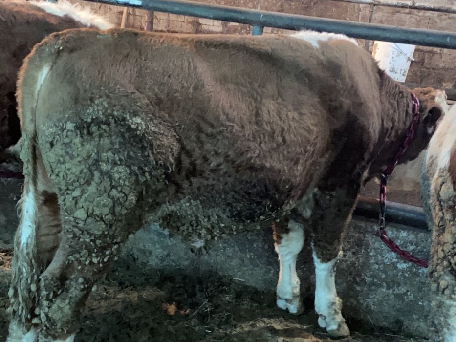 Продам корова. Сиыр сатылады