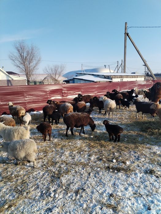 Продам баранов с ягнятами