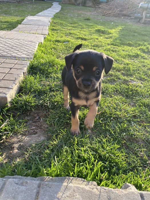 Продавам мини пинчер