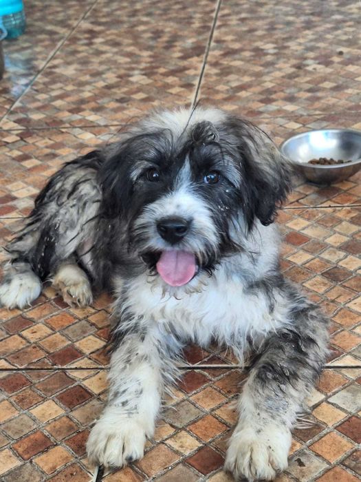 Donez catel metis de carpatin 5 luni