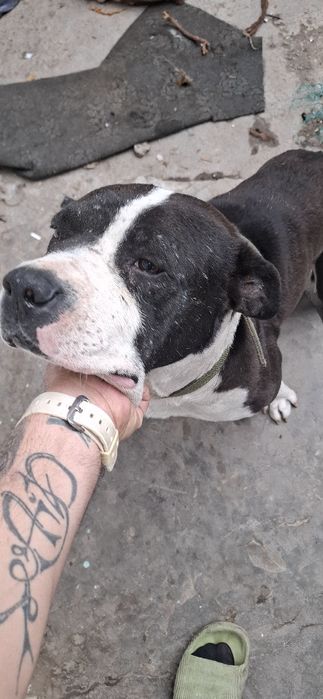 Sotiladi , Продажа