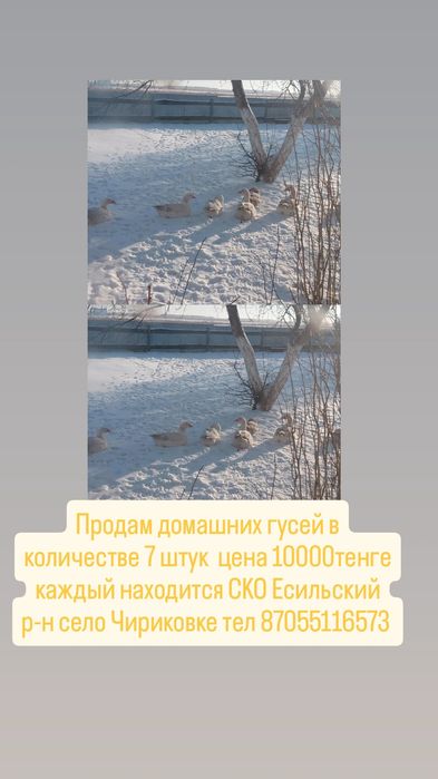 Продам гусей домашние на мясо