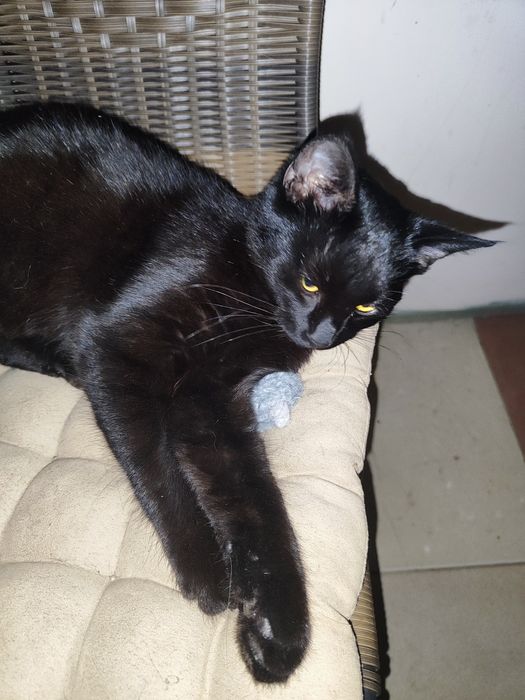 Черно бебе коте. Бамбйска котка