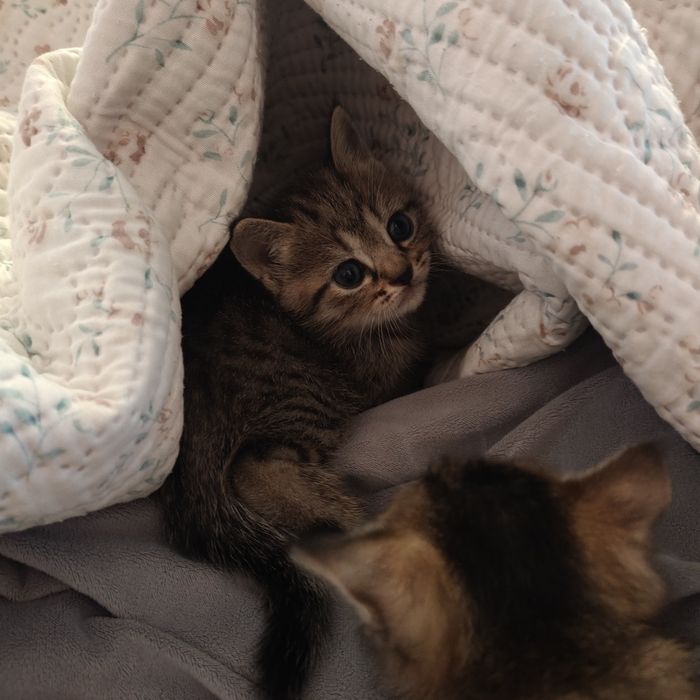 Чаузи котята дикий окрас