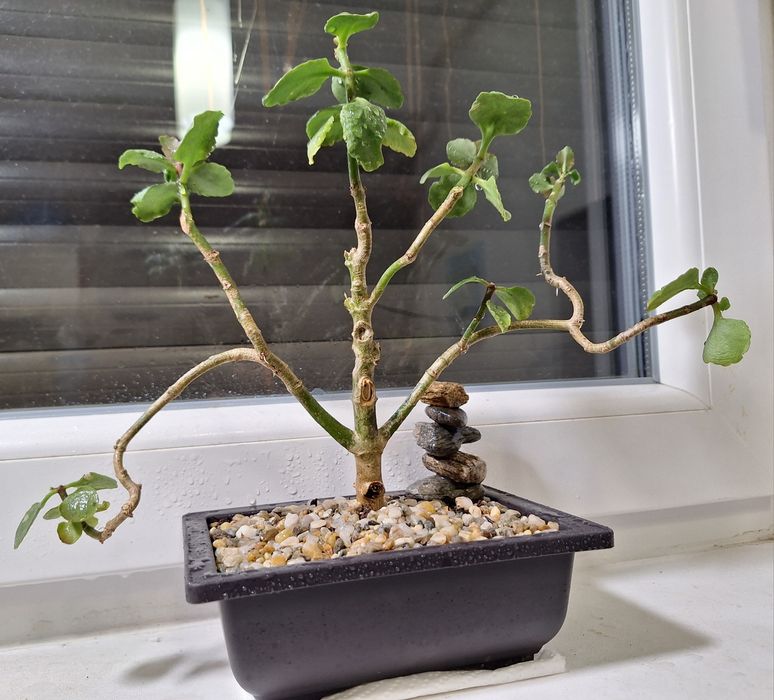Vand bonsai Crassula