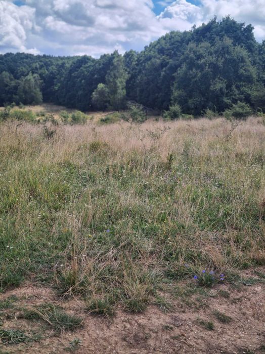 Teren extravilan  2500m2.  Panorama superba.-Salicea