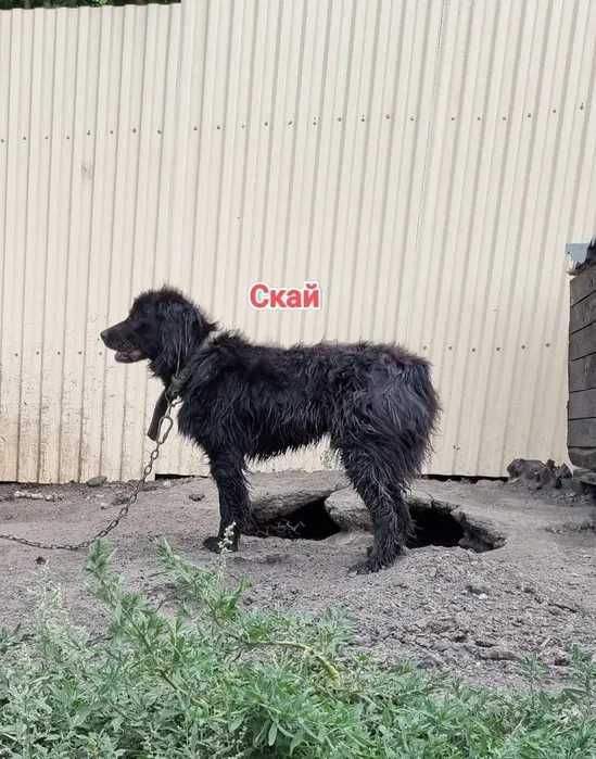 Дарю в добрые и ответственные руки