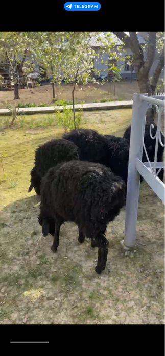 Qo’y qo’chqorla sotiladi