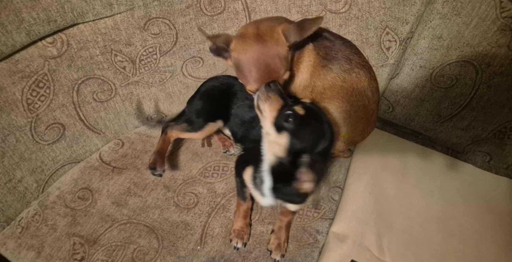 Пинчер/Чихопинчер