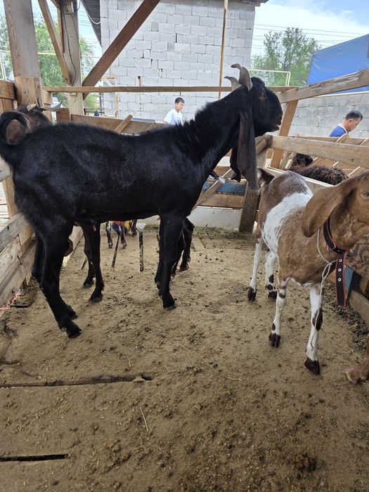 Камори теке козёл на продажа