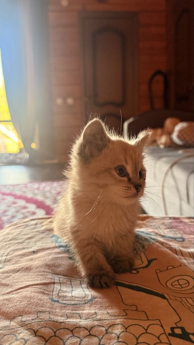 Котенок отдам даром