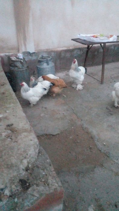 Brama tovuq zotdor tuxumlar