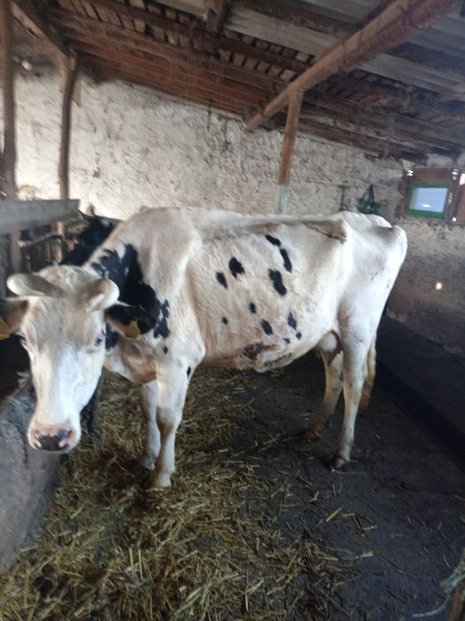 VACI DE Lapte Rasa buna