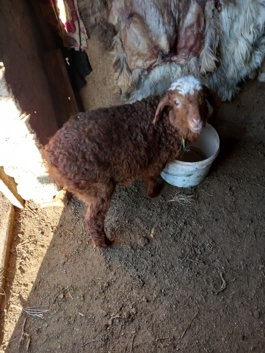 Қозы, лақтар сатылады.