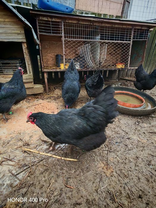 Familie australorp negru