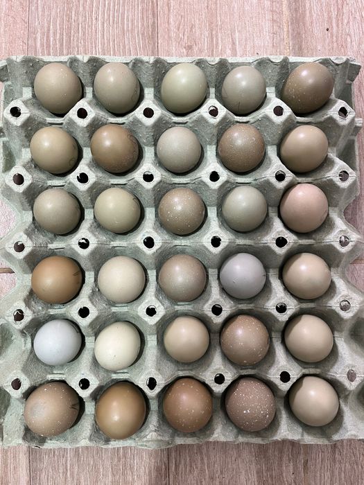 Vând fazani și ouă de fazani.