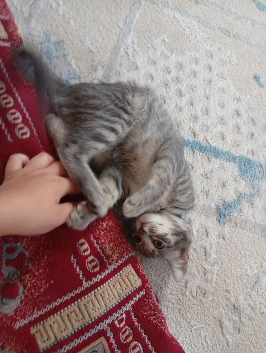 Бесплатно, отдам котенка