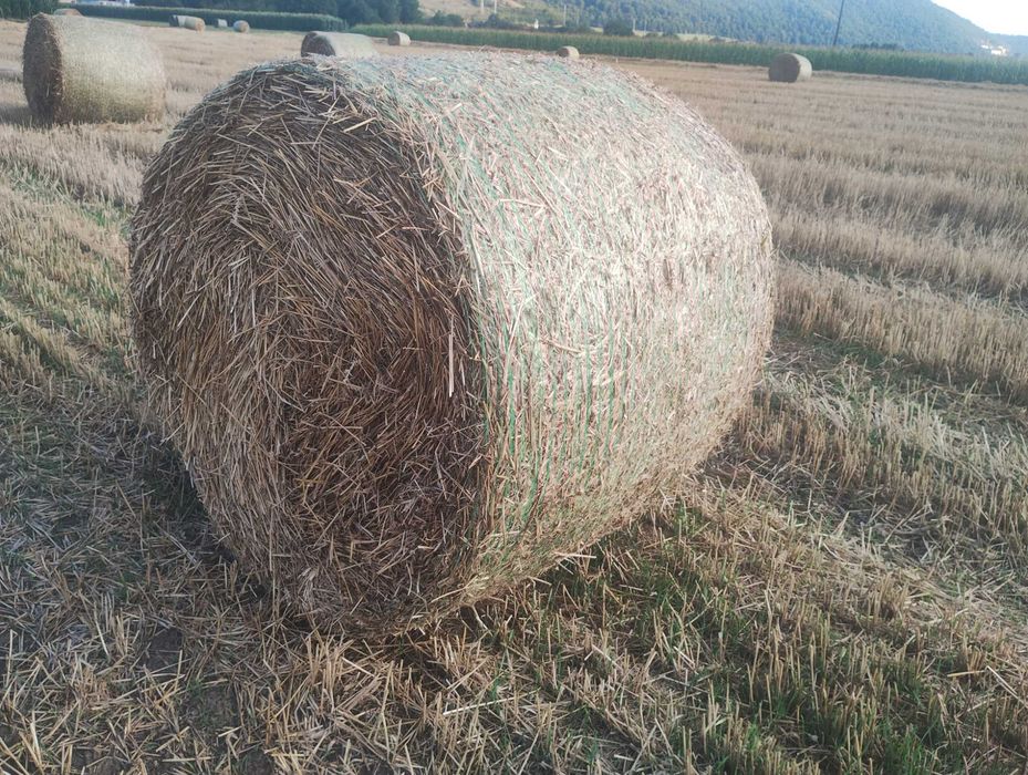 Baloți rotunzi de paie 120
