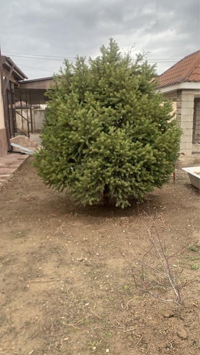 Тяньшянская зеленая елка