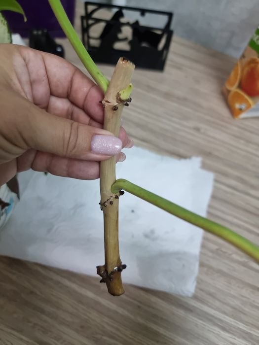 Филоденлрон из Тайланда