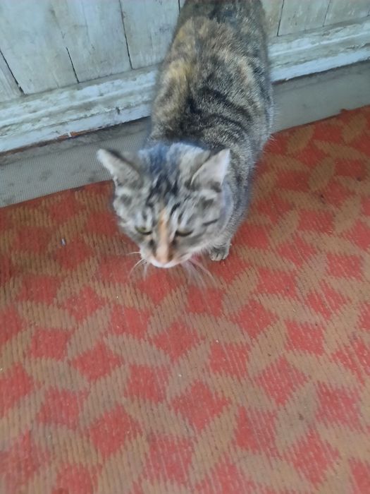 MUSHUKCHA SOTILADI kelishtirib  beramiz