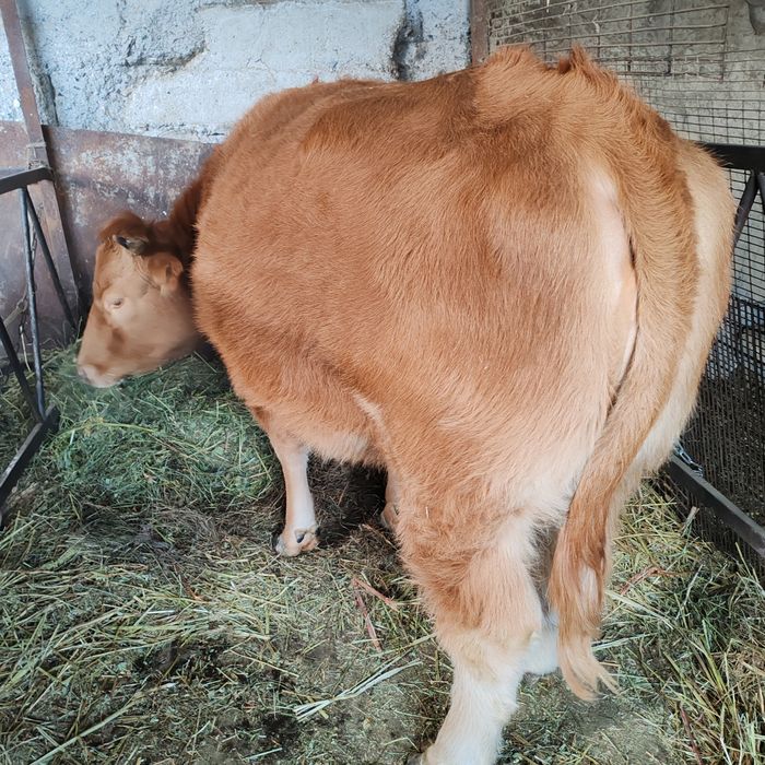 Продам яловую корову