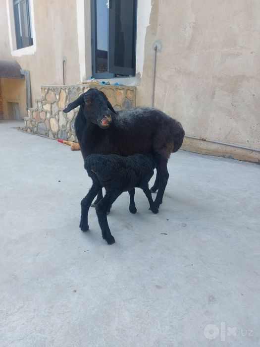 Sotiladi 2 qorin bolasi moda soglom