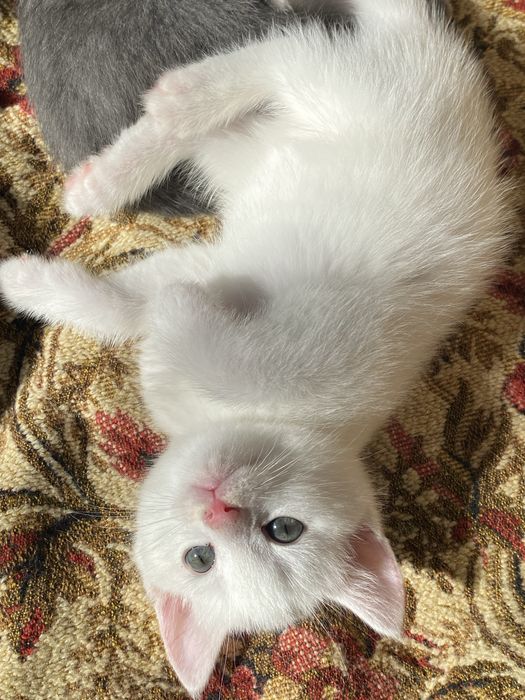 Котенок мальчик  , мама британка!