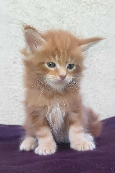 Maine Coon Felisa Lynx Rune Code Diesel – Micuțul titan cu pedigree de elită și o blândețe rară