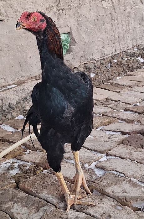 Dakan xoroz sotiladi