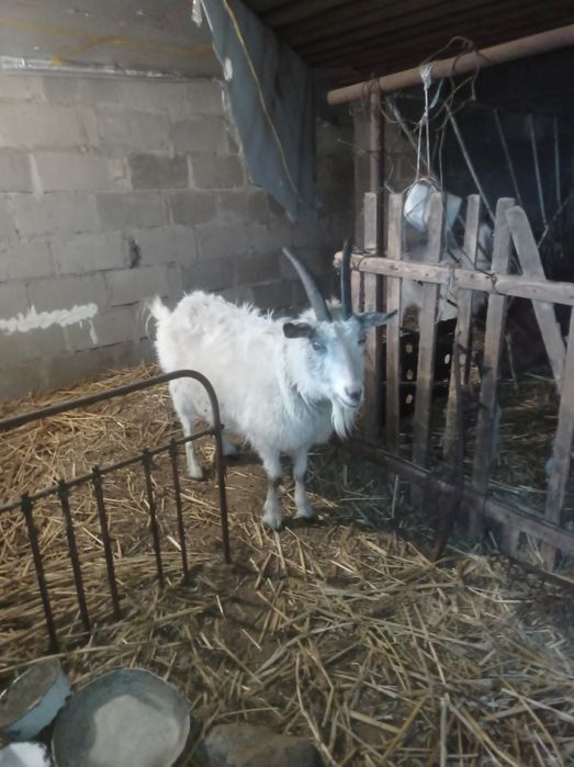 Продам козу, альпийская - камолая