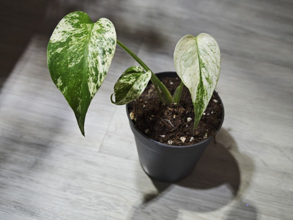 Monstera White Monster