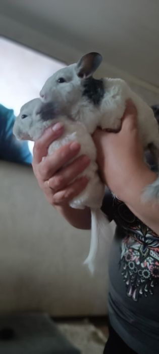 Продам щенков шиншиллы