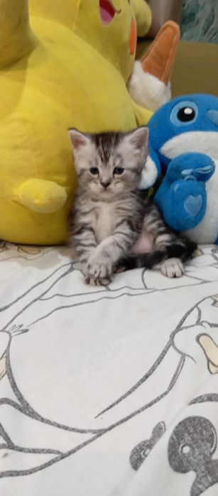 Шотландский котенок