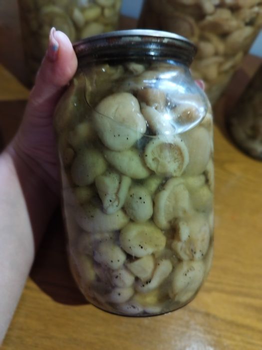 Горный белый гриб