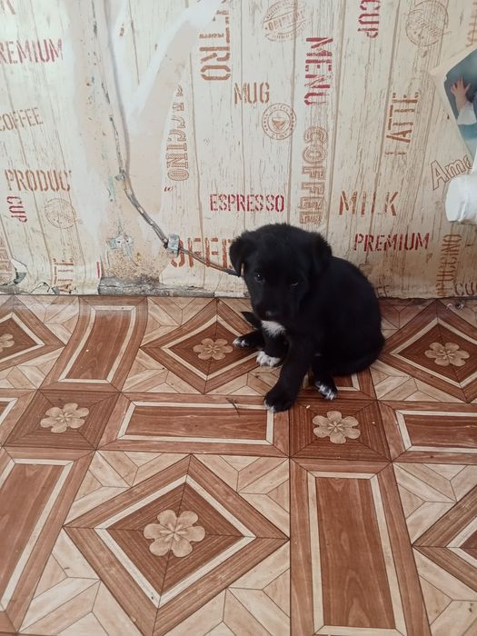 Отдам в добрые руки щенят