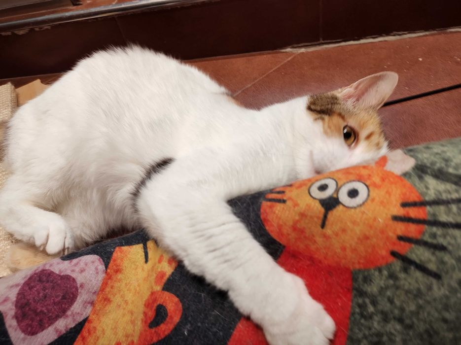 Осинови коте Пуканка