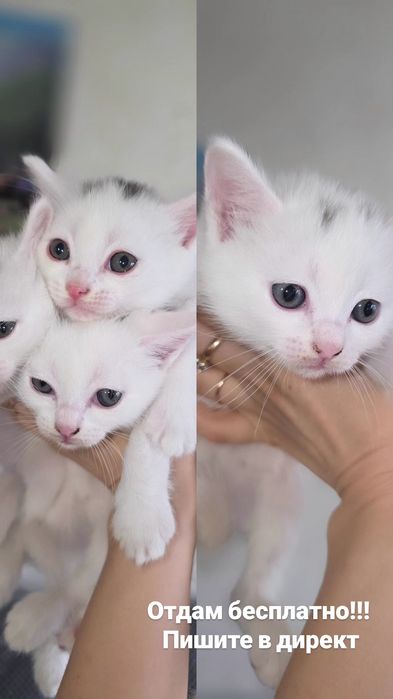 Отдам бесплатно котят