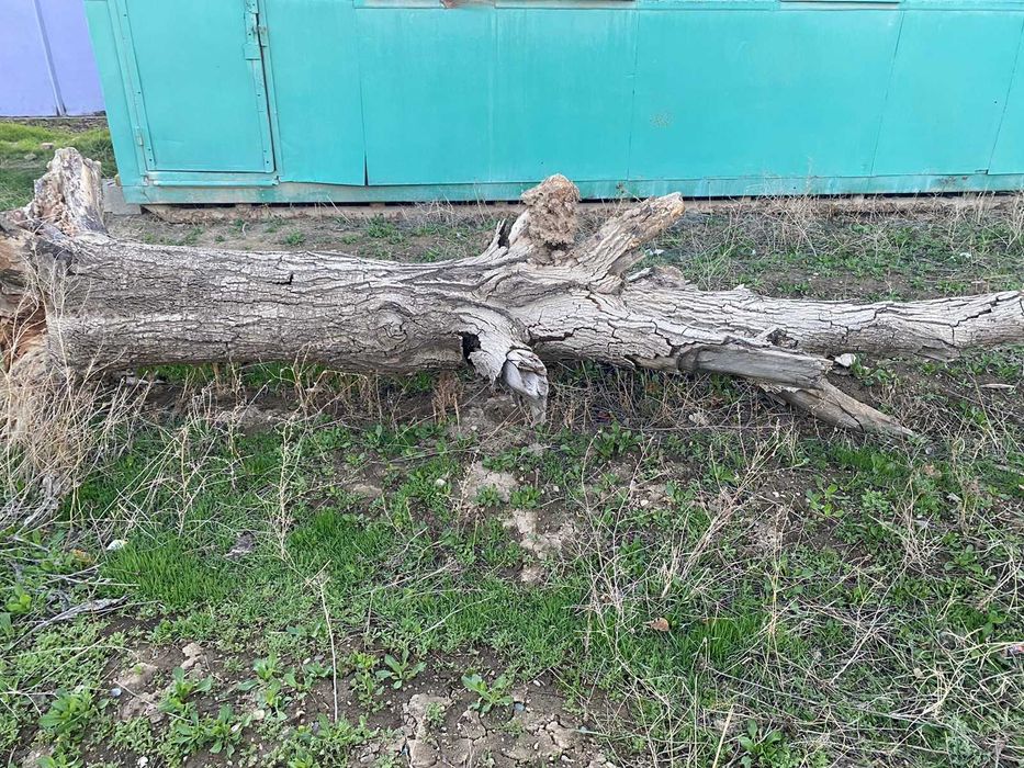 дрова, деревьи, орех